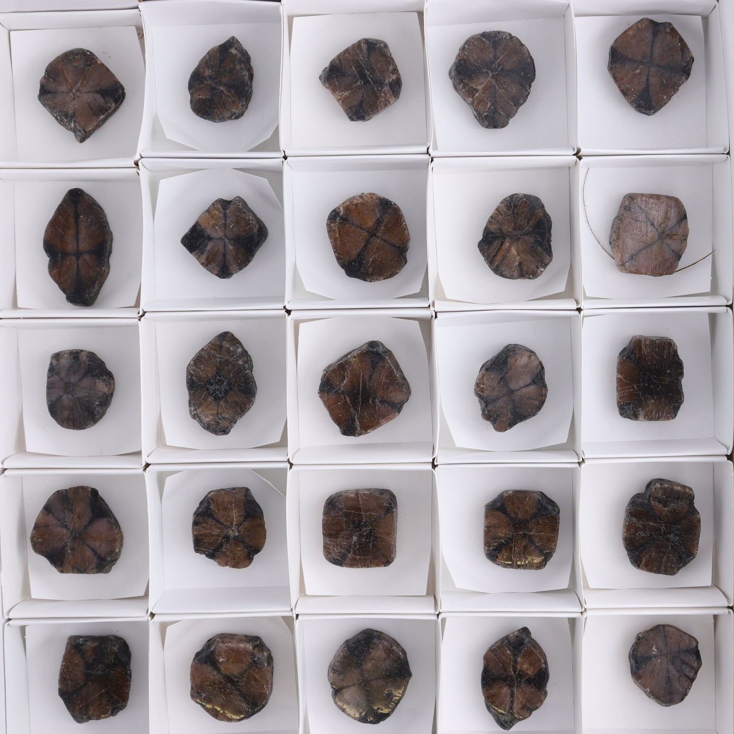 Chiastolite Flat of 35 - Expert Wholesale and Supplier of Wholesale Crystals & Bulk Gemstones, ["chiastolite","China","flat","Flats"]