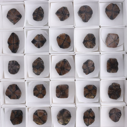 Chiastolite Flat of 35 - Expert Wholesale and Supplier of Wholesale Crystals & Bulk Gemstones, ["chiastolite","China","flat","Flats"]