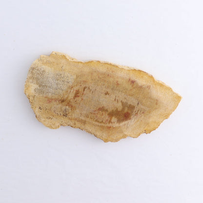 Petrified Wood Slices & Slabs Set of 5