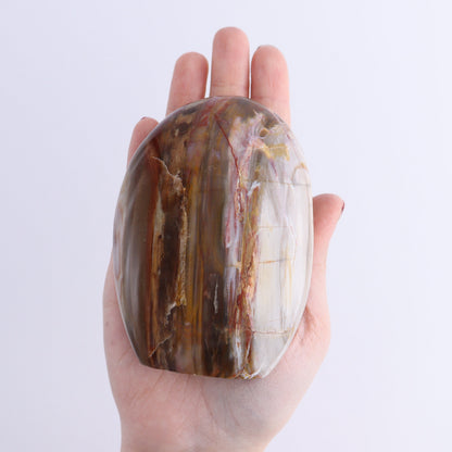 Petrified Wood Freeforms Set of 6 - Expert Wholesale and Supplier of Wholesale Crystals & Bulk Gemstones, ["Freeform","Freeforms","Madagascar","Petrified Wood"]