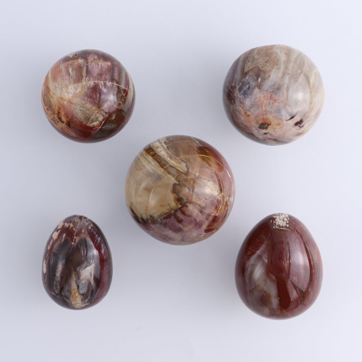 Petrified Wood Freeforms Set of 21
