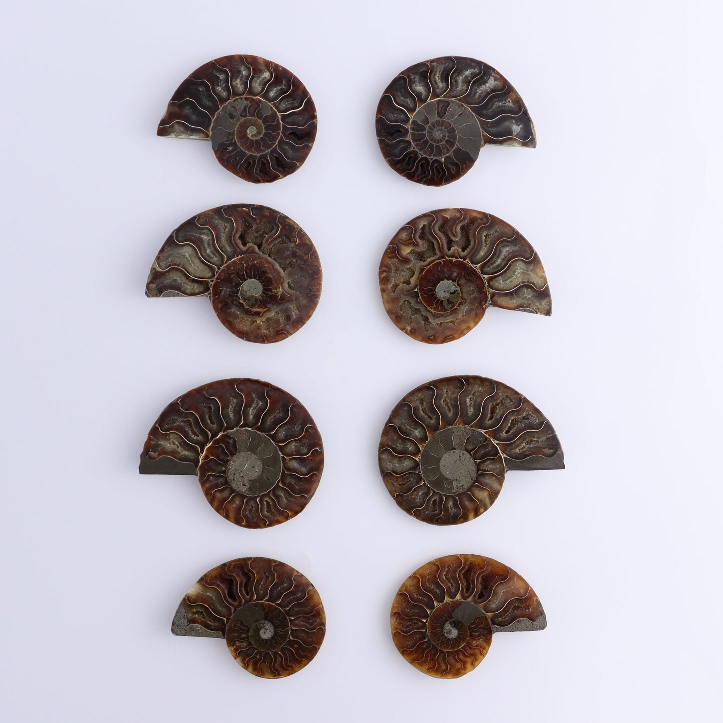 Ammonite Shells Set of 8 - Expert Wholesale and Supplier of Wholesale Crystals & Bulk Gemstones, ["Ammonite","Madagascar","shells"]