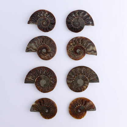 Ammonite Shells Set of 8 - Expert Wholesale and Supplier of Wholesale Crystals & Bulk Gemstones, ["Ammonite","Madagascar","shells"]