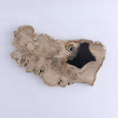 Petrified Wood Slices & Slabs Set of 3