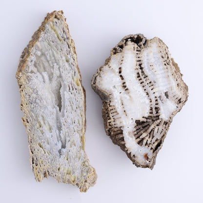 Agatized Coral Flat - Expert Wholesale and Supplier of Wholesale Crystals & Bulk Gemstones, ["Agate","Agatized Coral","Coral","United States"]