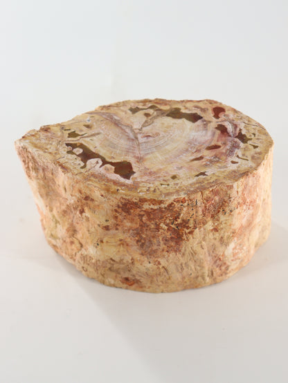 Petrified Wood Log - Expert Supplier of Wholesale Crystals & Bulk Gemstones