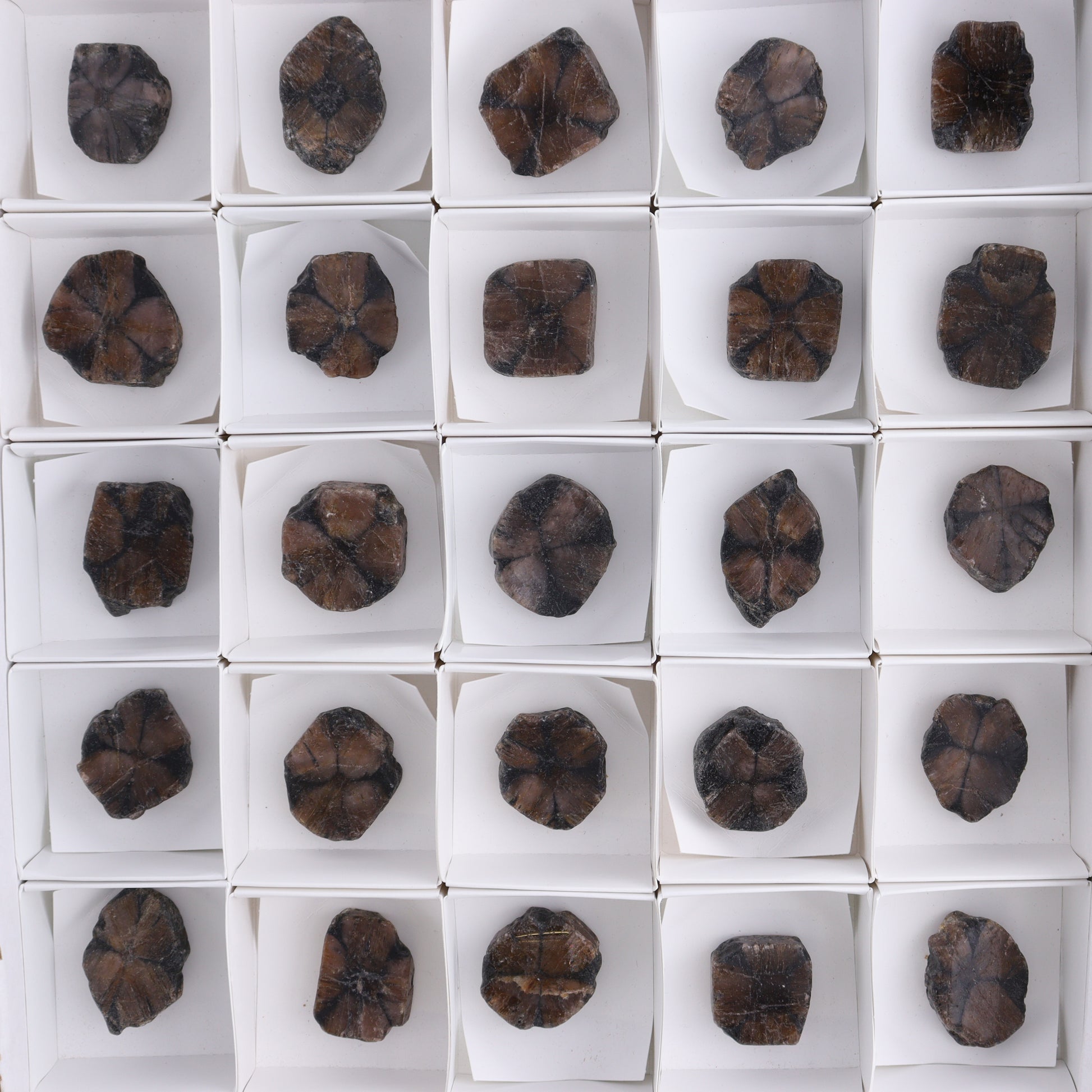 Chiastolite Flat of 35 - Expert Wholesale and Supplier of Wholesale Crystals & Bulk Gemstones, ["chiastolite","China","flat","Flats"]