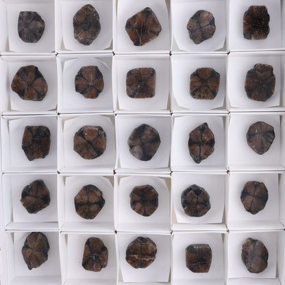 Chiastolite Flat of 35 - Expert Wholesale and Supplier of Wholesale Crystals & Bulk Gemstones, ["chiastolite","China","flat","Flats"]