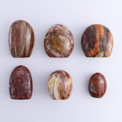 Petrified Wood Freeforms Set of 6 - Expert Wholesale and Supplier of Wholesale Crystals & Bulk Gemstones, ["Freeform","Freeforms","Madagascar","Petrified Wood"]