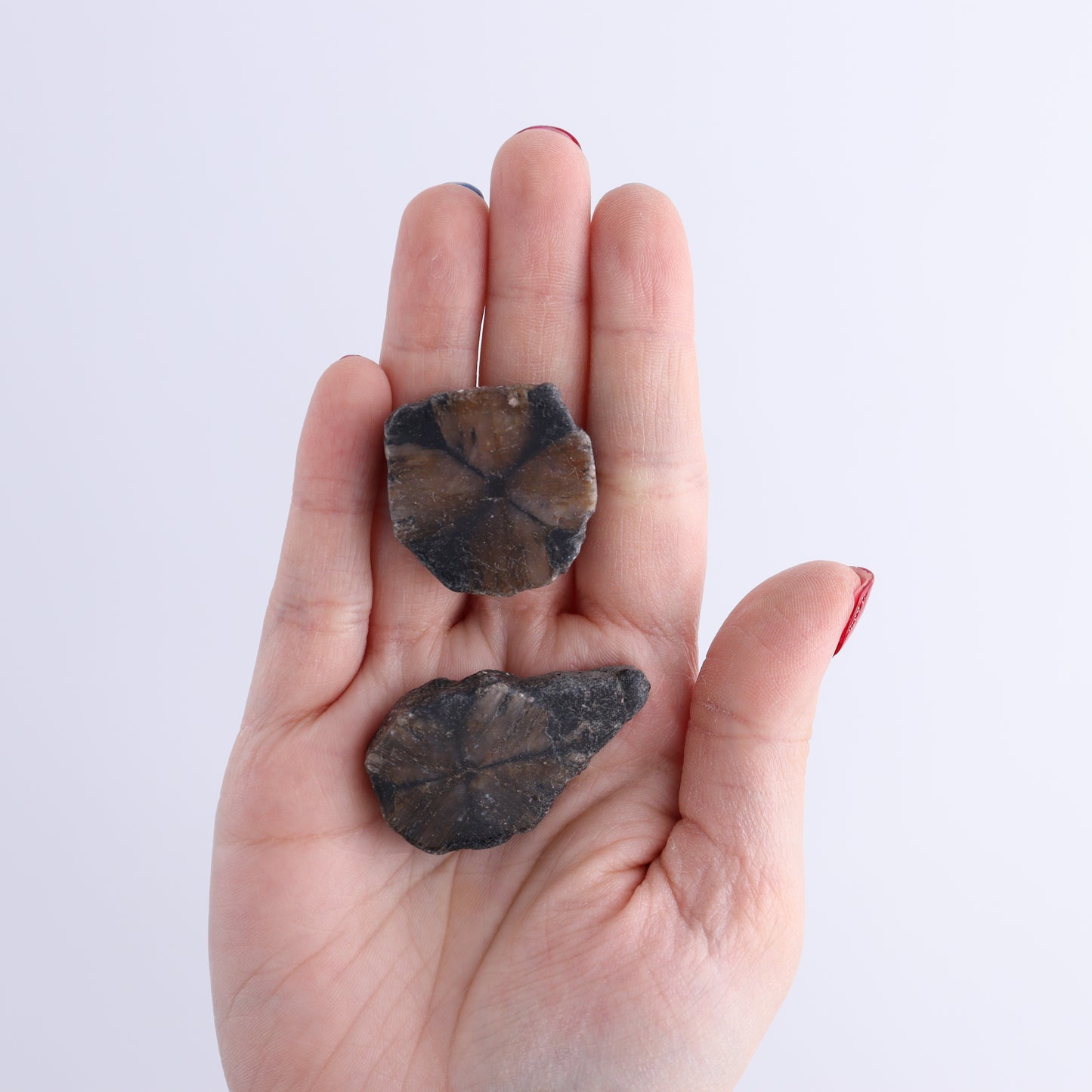 Chiastolite Flat of 35 - Expert Wholesale and Supplier of Wholesale Crystals & Bulk Gemstones, ["chiastolite","China","flat","Flats"]