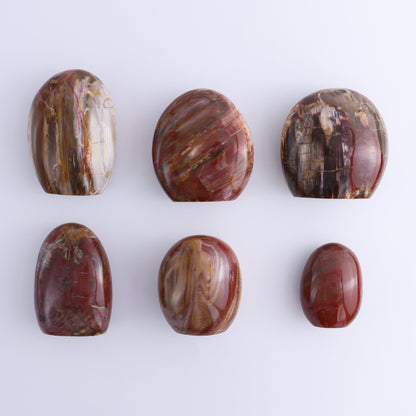 Petrified Wood Freeforms Set of 6 - Expert Wholesale and Supplier of Wholesale Crystals & Bulk Gemstones, ["Freeform","Freeforms","Madagascar","Petrified Wood"]