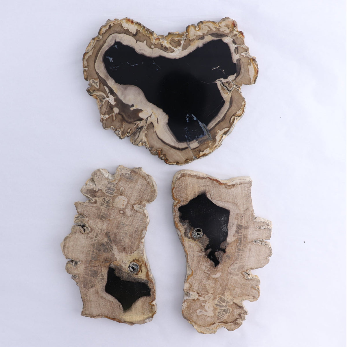 Petrified Wood Slices & Slabs Set of 3