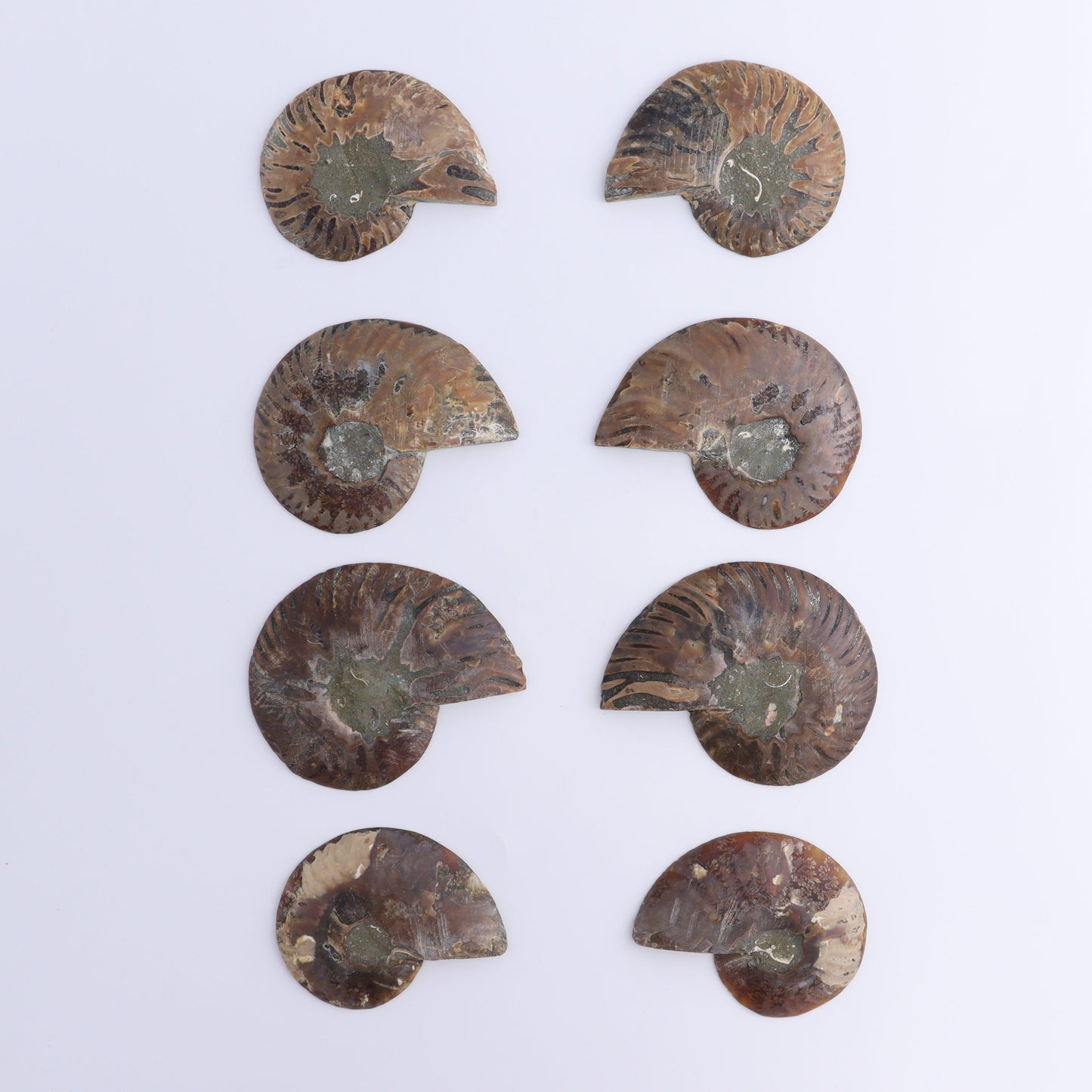 Ammonite Shells Set of 8 - Expert Wholesale and Supplier of Wholesale Crystals & Bulk Gemstones, ["Ammonite","Madagascar","shells"]
