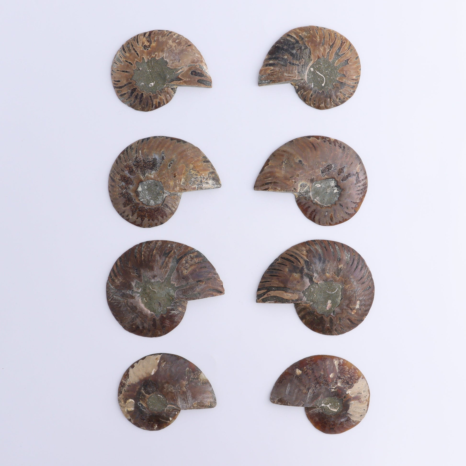 Ammonite Shells Set of 8 - Expert Wholesale and Supplier of Wholesale Crystals & Bulk Gemstones, ["Ammonite","Madagascar","shells"]