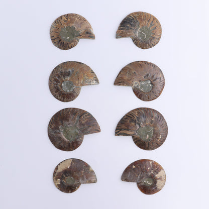 Ammonite Shells Set of 8 - Expert Wholesale and Supplier of Wholesale Crystals & Bulk Gemstones, ["Ammonite","Madagascar","shells"]