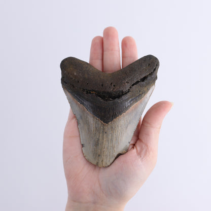 Megalodon Teeth Set of 3 - Expert Wholesale and Supplier of Wholesale Crystals & Bulk Gemstones, ["Megalodon Teeth","United States"]