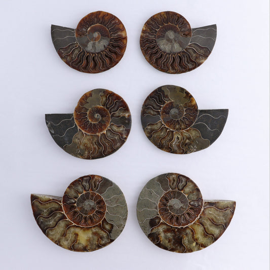 Ammonite Shells Set of 6 - Expert Wholesale and Supplier of Wholesale Crystals & Bulk Gemstones, ["Ammonite","Madagascar","shells"]