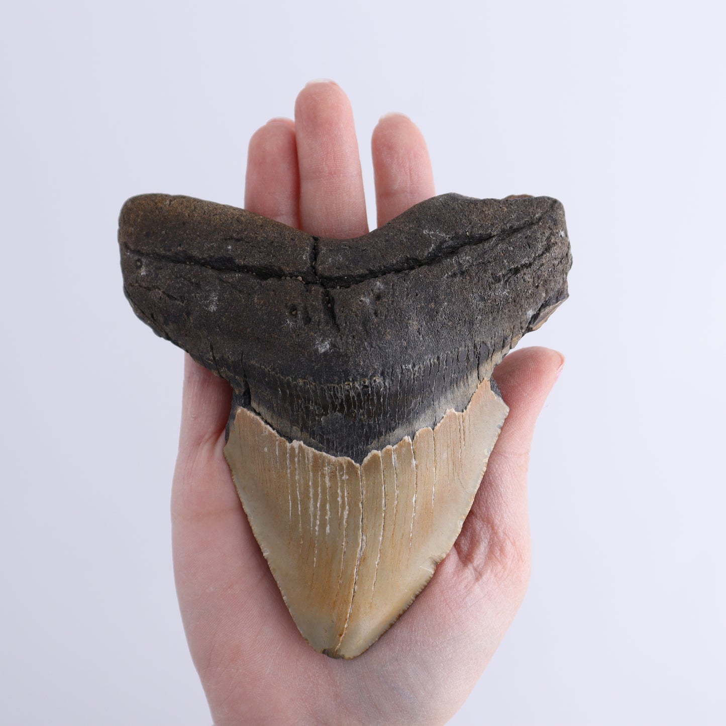 Megalodon Tooth - Expert Wholesale and Supplier of Wholesale Crystals & Bulk Gemstones, ["Megalodon Teeth","United States"]