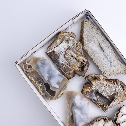 Agatized Coral Flat - Expert Wholesale and Supplier of Wholesale Crystals & Bulk Gemstones, ["Agate","Agatized Coral","Coral","United States"]