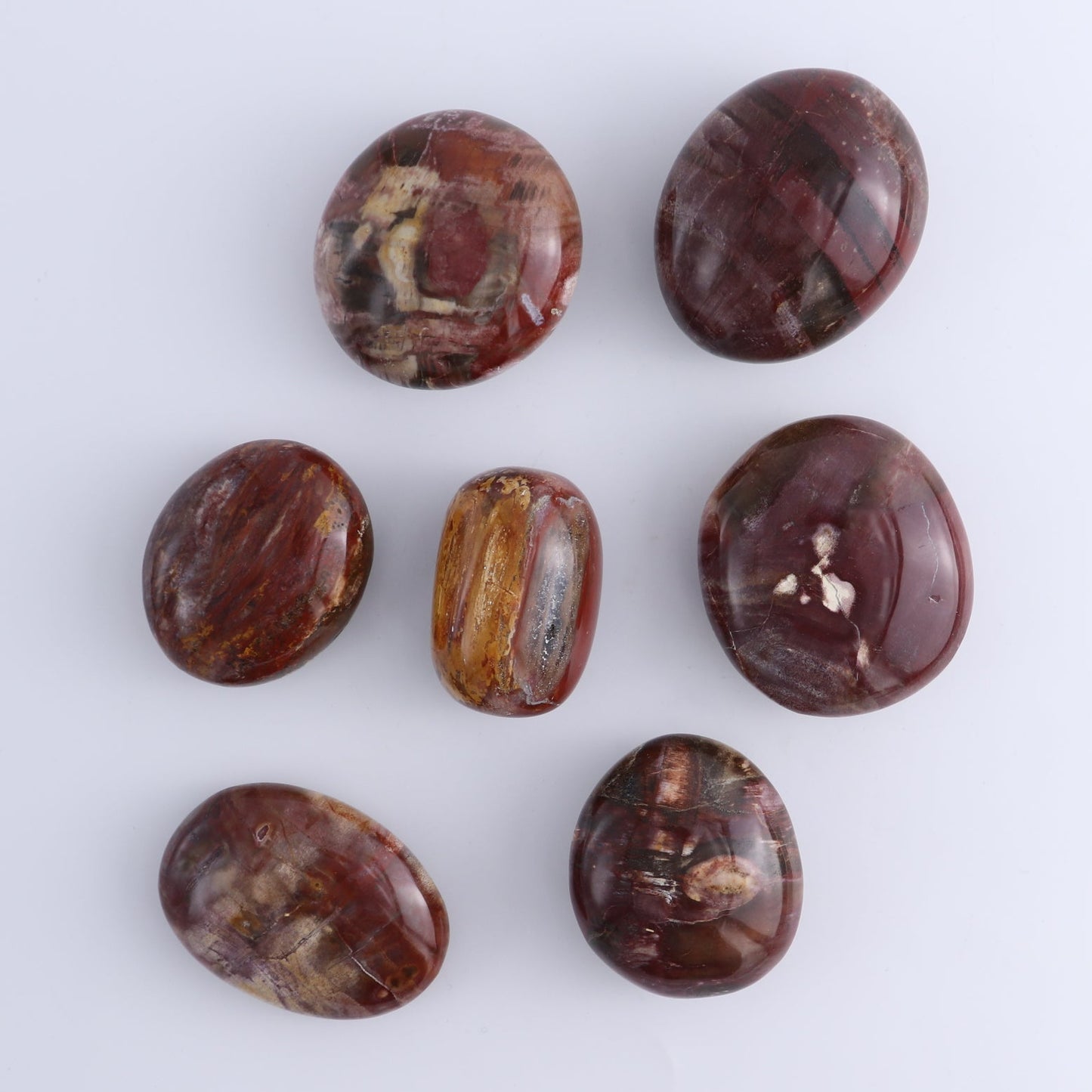 Petrified Wood Freeforms Set of 21