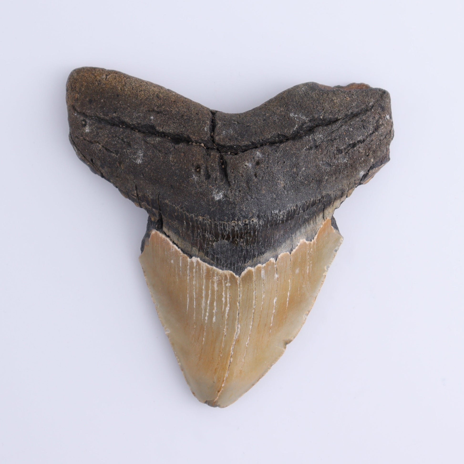Megalodon Tooth - Expert Wholesale and Supplier of Wholesale Crystals & Bulk Gemstones, ["Megalodon Teeth","United States"]