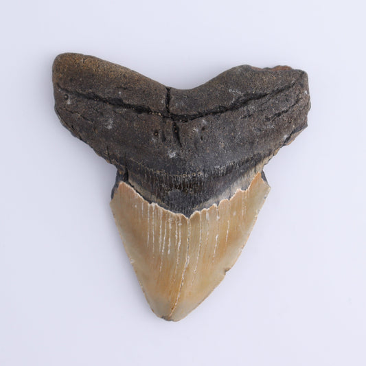 Megalodon Tooth - Expert Wholesale and Supplier of Wholesale Crystals & Bulk Gemstones, ["Megalodon Teeth","United States"]