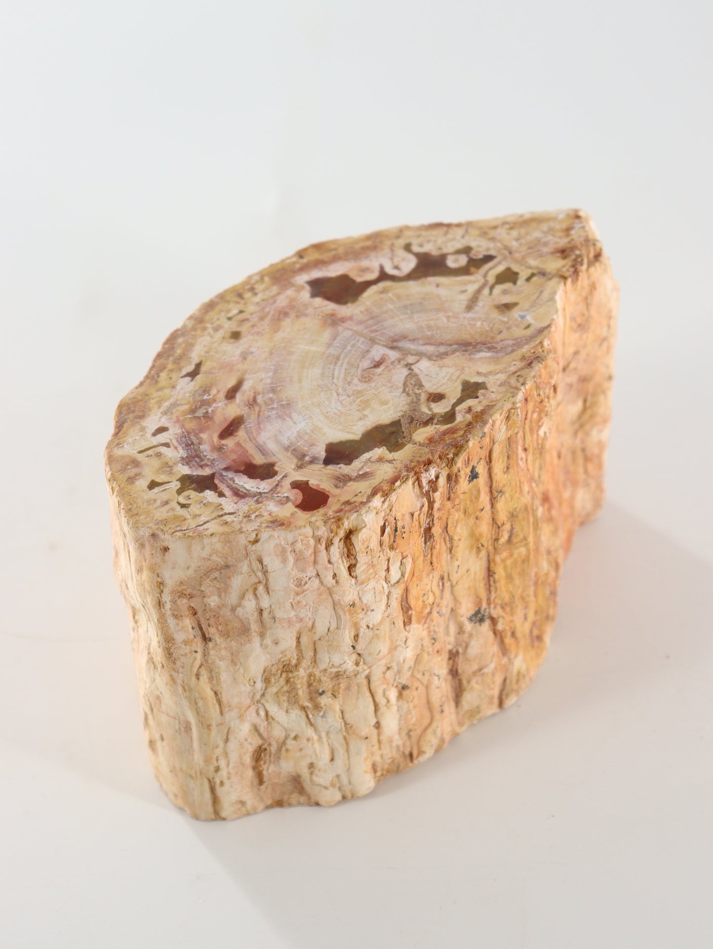 Petrified Wood Log - Expert Supplier of Wholesale Crystals & Bulk Gemstones