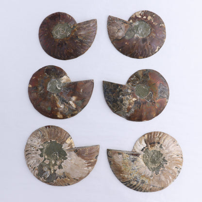 Ammonite Shells Set of 6 - Expert Wholesale and Supplier of Wholesale Crystals & Bulk Gemstones, ["Ammonite","Madagascar","shells"]