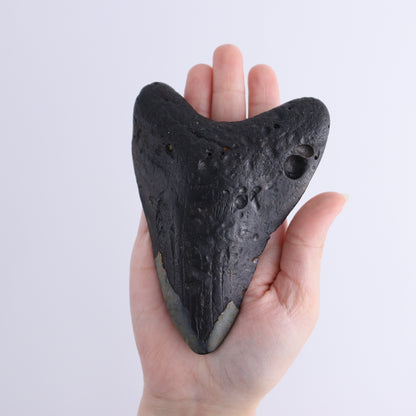 Megalodon Teeth Set of 3 - Expert Wholesale and Supplier of Wholesale Crystals & Bulk Gemstones, ["Megalodon Teeth","United States"]