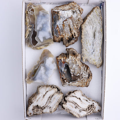 Agatized Coral Flat - Expert Wholesale and Supplier of Wholesale Crystals & Bulk Gemstones, ["Agate","Agatized Coral","Coral","United States"]