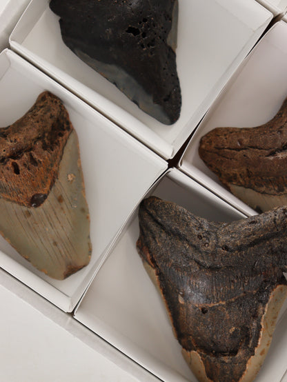 Megalodon Teeth Set of 6