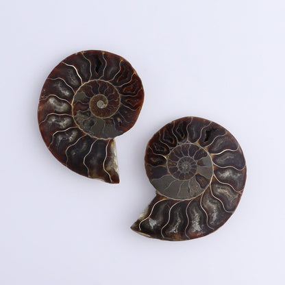 Ammonite Shells Set of 8 - Expert Wholesale and Supplier of Wholesale Crystals & Bulk Gemstones, ["Ammonite","Madagascar","shells"]