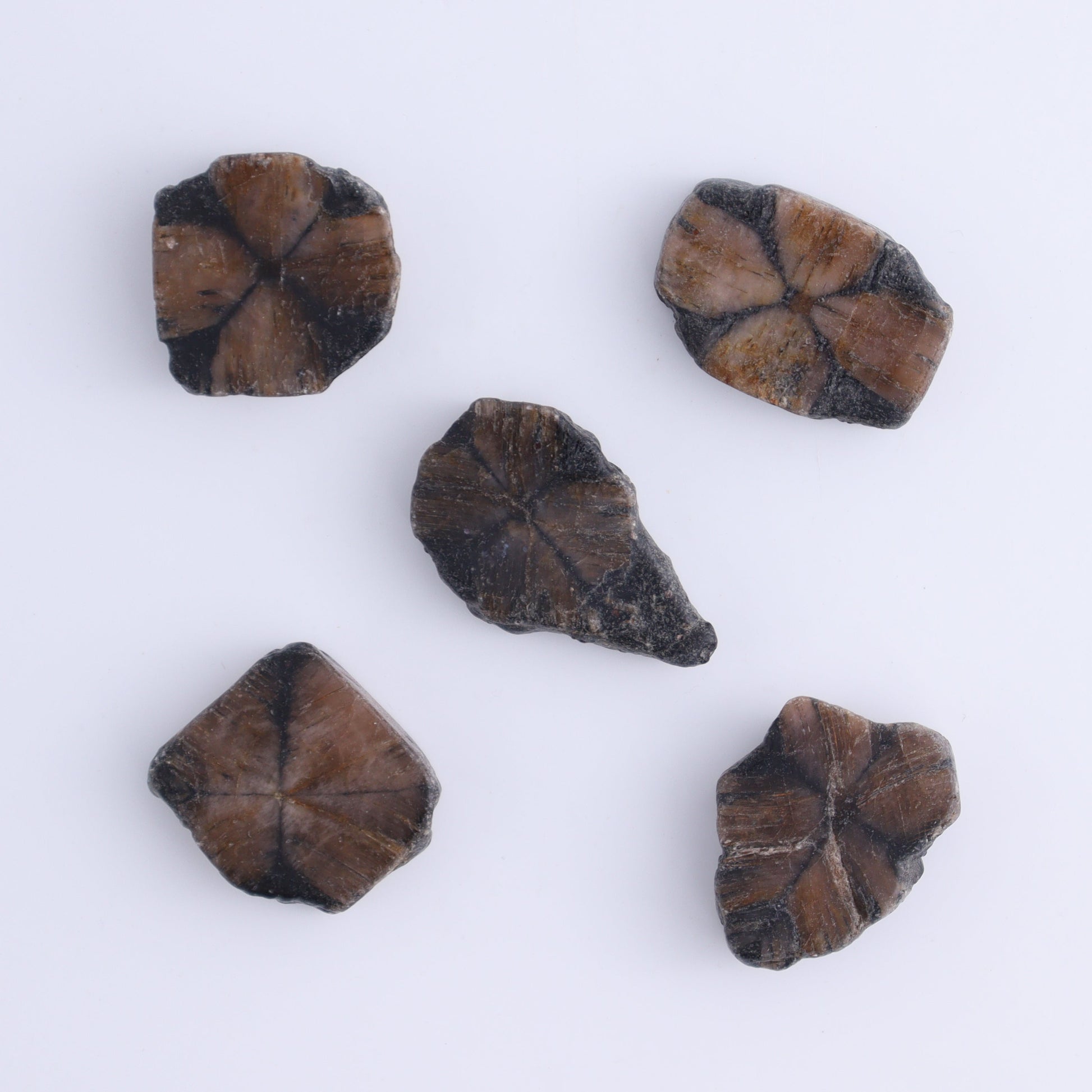 Chiastolite Flat of 35 - Expert Wholesale and Supplier of Wholesale Crystals & Bulk Gemstones, ["chiastolite","China","flat","Flats"]