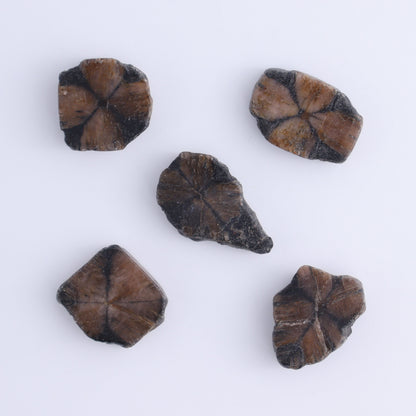 Chiastolite Flat of 35 - Expert Wholesale and Supplier of Wholesale Crystals & Bulk Gemstones, ["chiastolite","China","flat","Flats"]