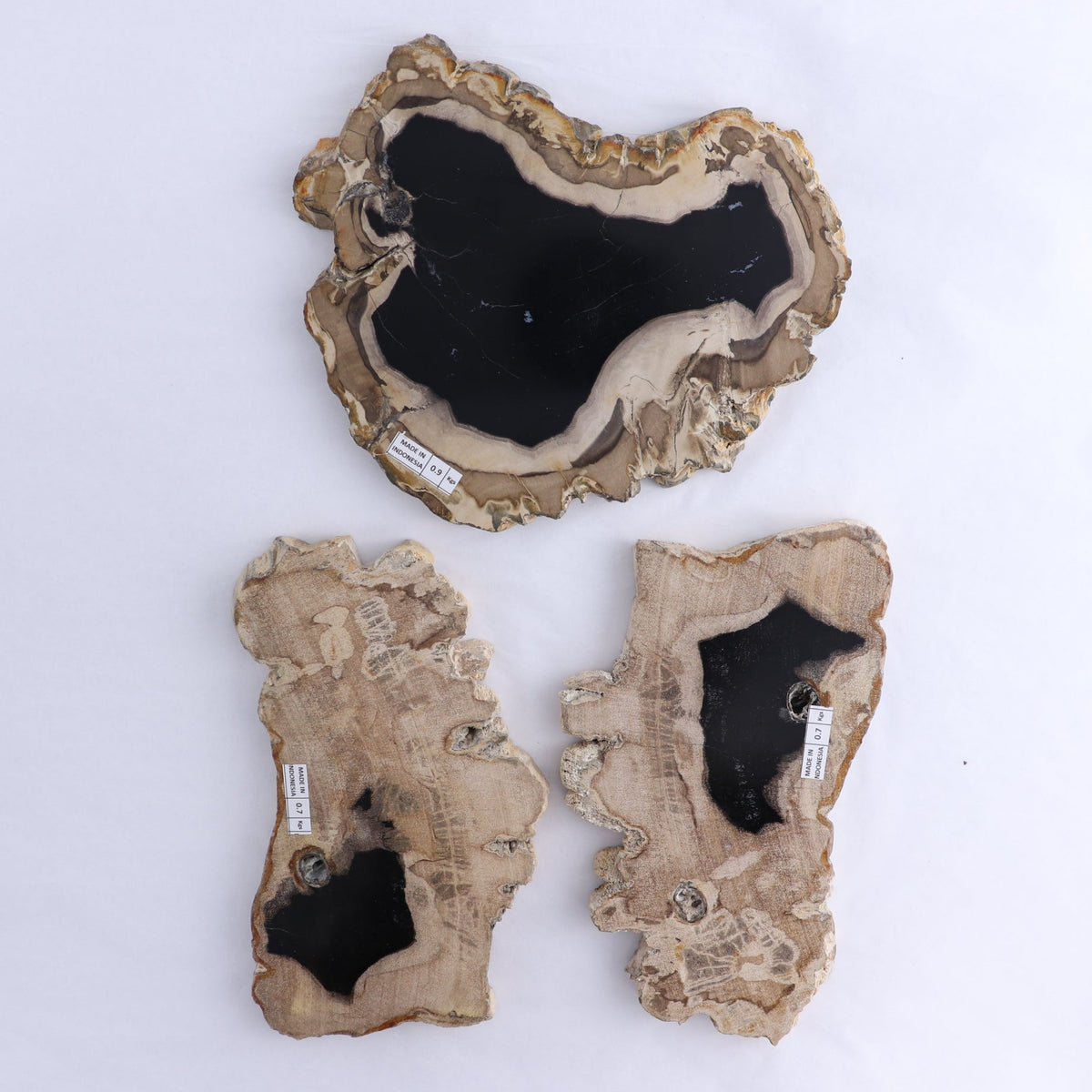 Petrified Wood Slices & Slabs Set of 3
