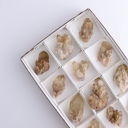 Congo Citrine Set of 12