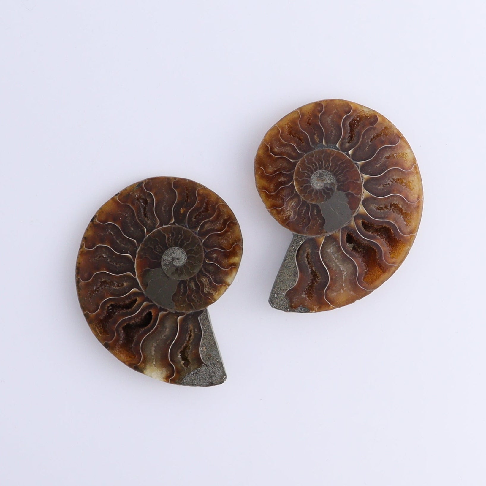 Ammonite Shells Set of 8 - Expert Wholesale and Supplier of Wholesale Crystals & Bulk Gemstones, ["Ammonite","Madagascar","shells"]