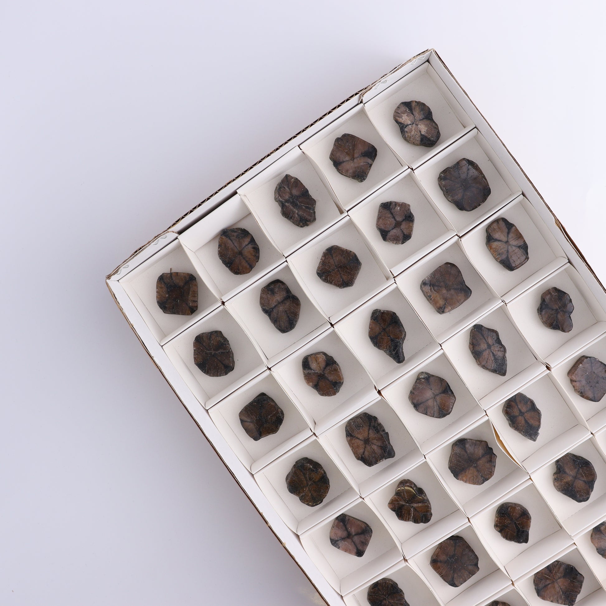 Chiastolite Flat of 35 - Expert Wholesale and Supplier of Wholesale Crystals & Bulk Gemstones, ["chiastolite","China","flat","Flats"]