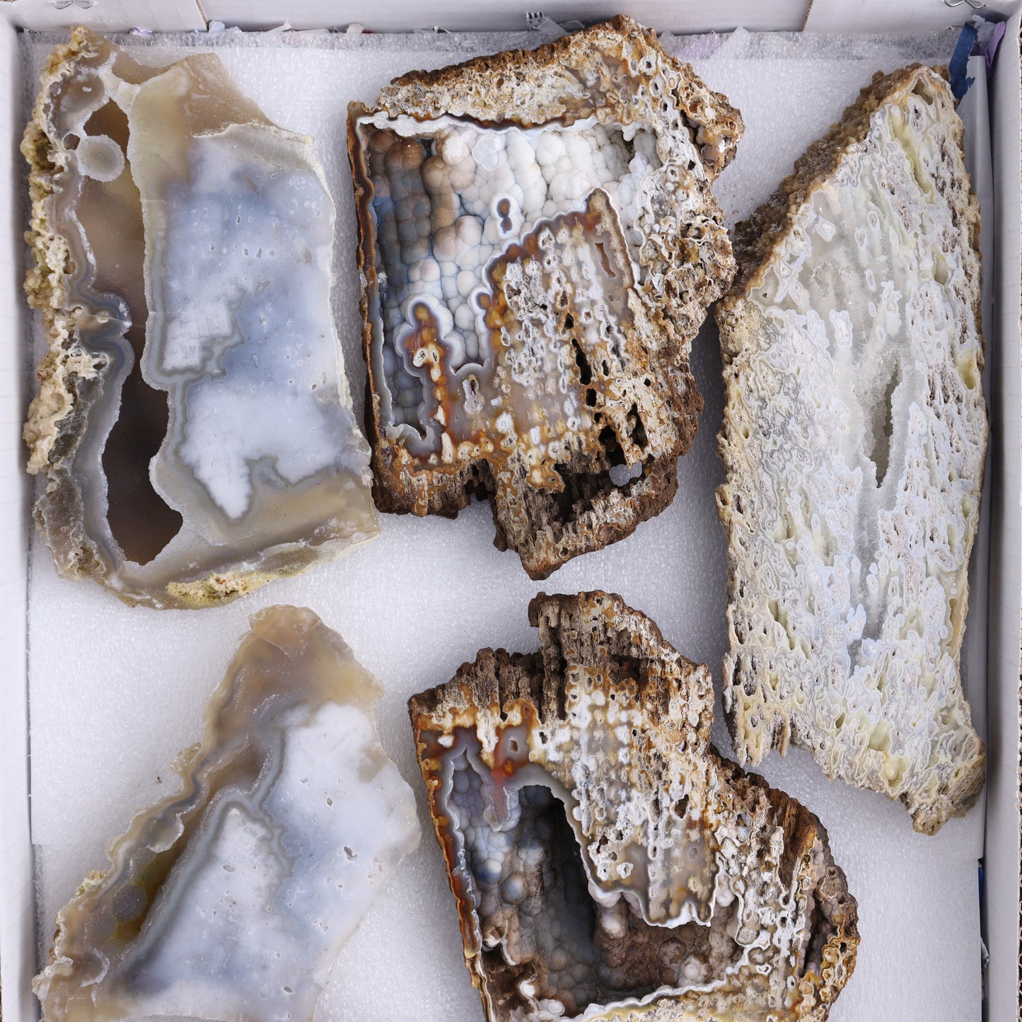 Agatized Coral Flat - Expert Wholesale and Supplier of Wholesale Crystals & Bulk Gemstones, ["Agate","Agatized Coral","Coral","United States"]