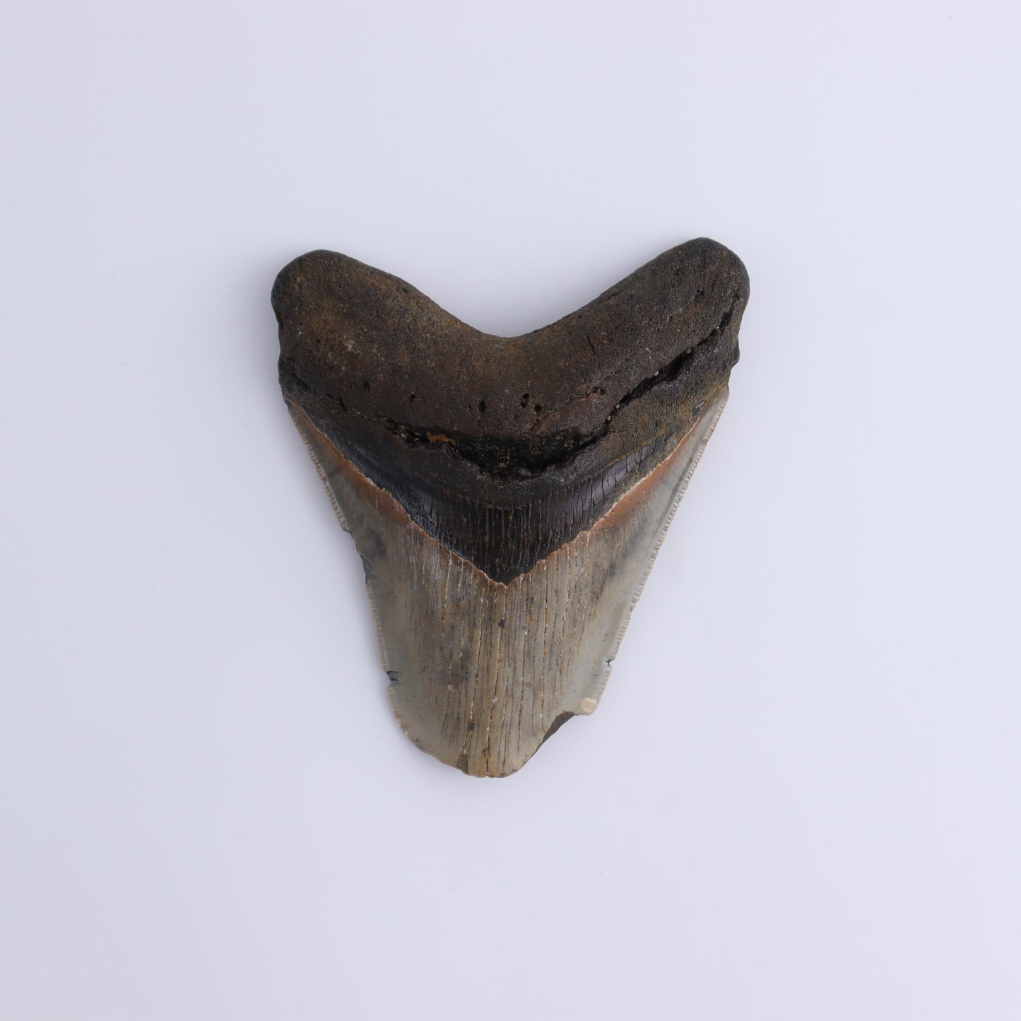 Megalodon Teeth Set of 3 - Expert Wholesale and Supplier of Wholesale Crystals & Bulk Gemstones, ["Megalodon Teeth","United States"]