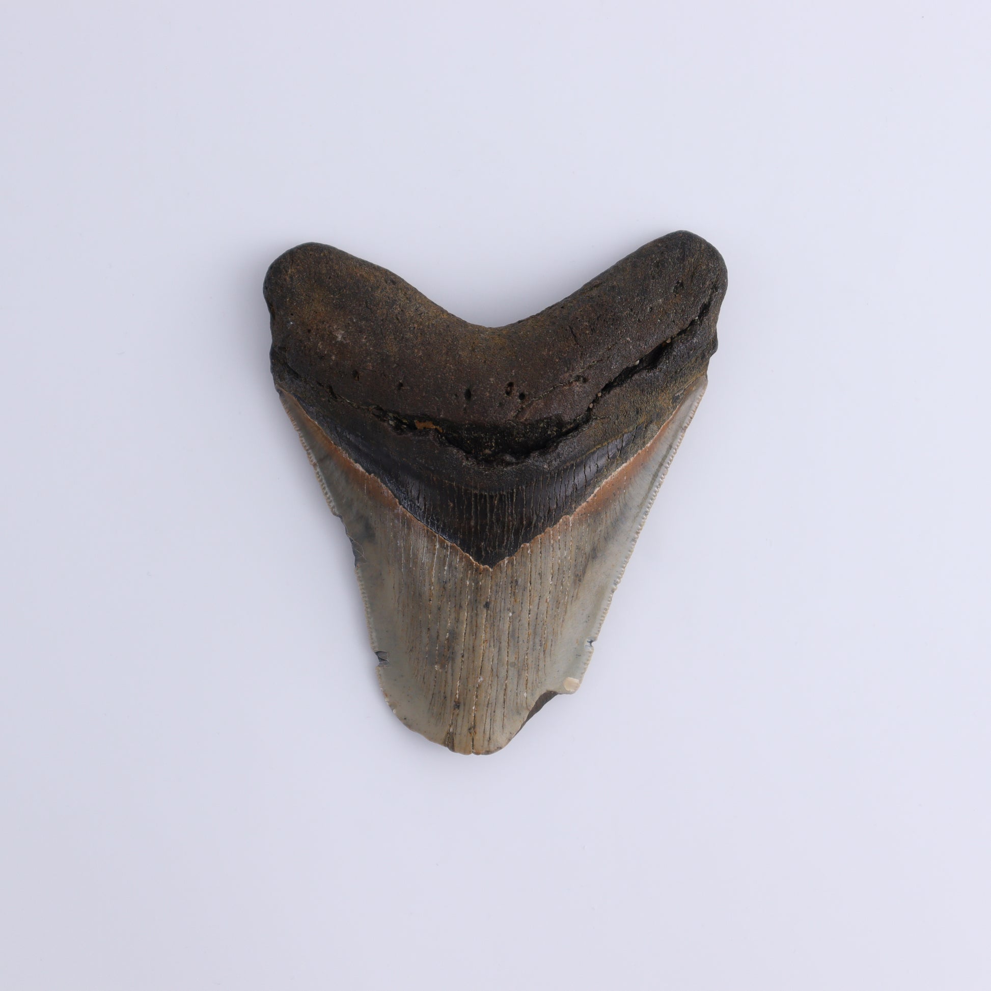 Megalodon Teeth Set of 3 - Expert Wholesale and Supplier of Wholesale Crystals & Bulk Gemstones, ["Megalodon Teeth","United States"]