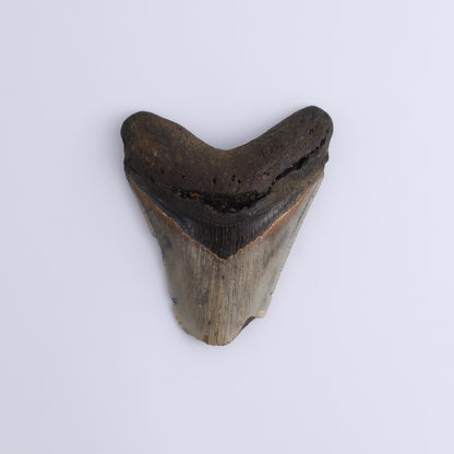 Megalodon Teeth Set of 3 - Expert Wholesale and Supplier of Wholesale Crystals & Bulk Gemstones, ["Megalodon Teeth","United States"]