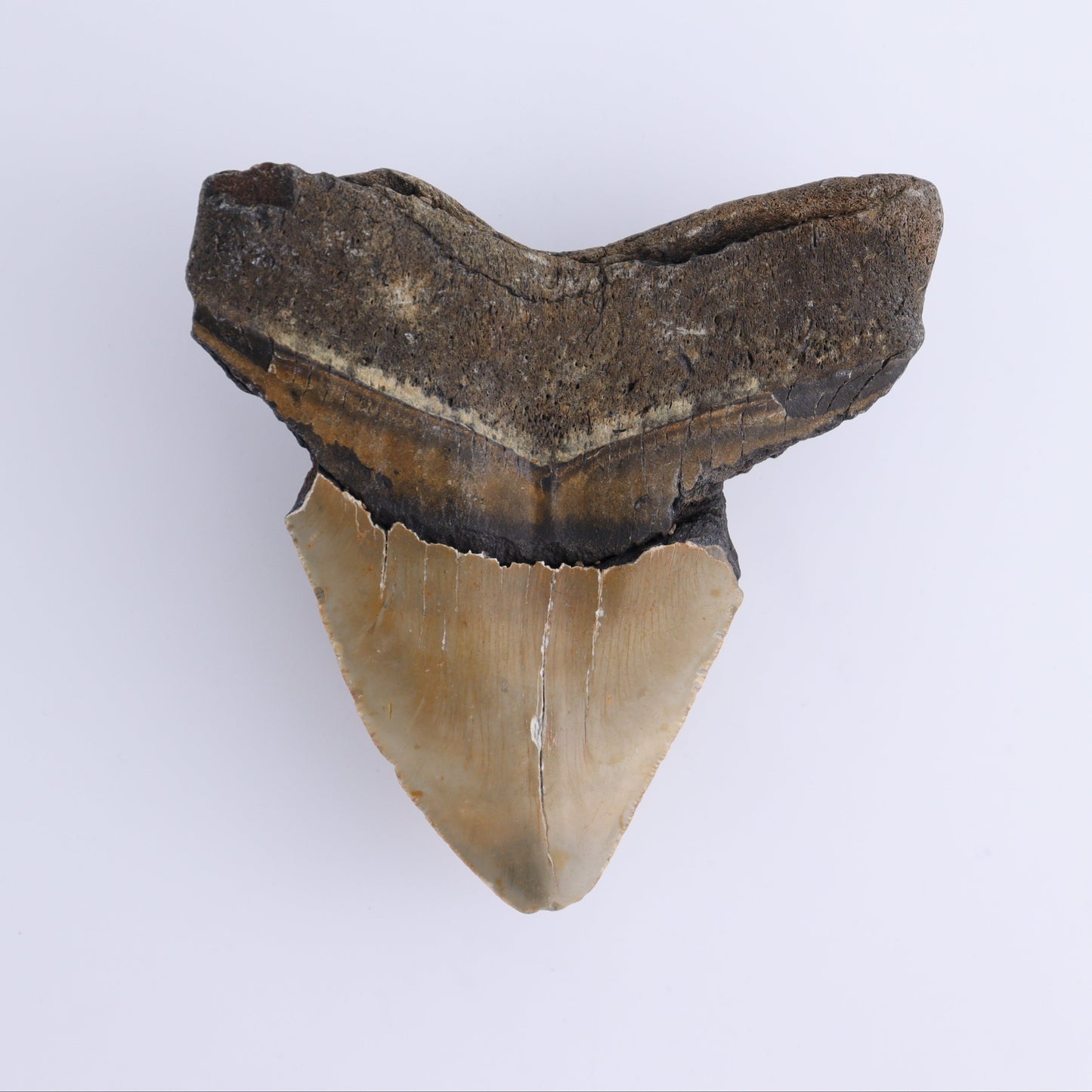 Megalodon Tooth - Expert Wholesale and Supplier of Wholesale Crystals & Bulk Gemstones, ["Megalodon Teeth","United States"]