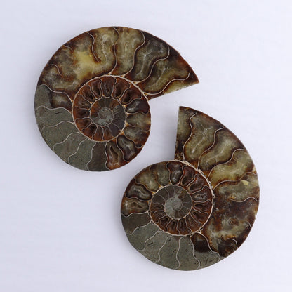 Ammonite Shells Set of 6 - Expert Wholesale and Supplier of Wholesale Crystals & Bulk Gemstones, ["Ammonite","Madagascar","shells"]