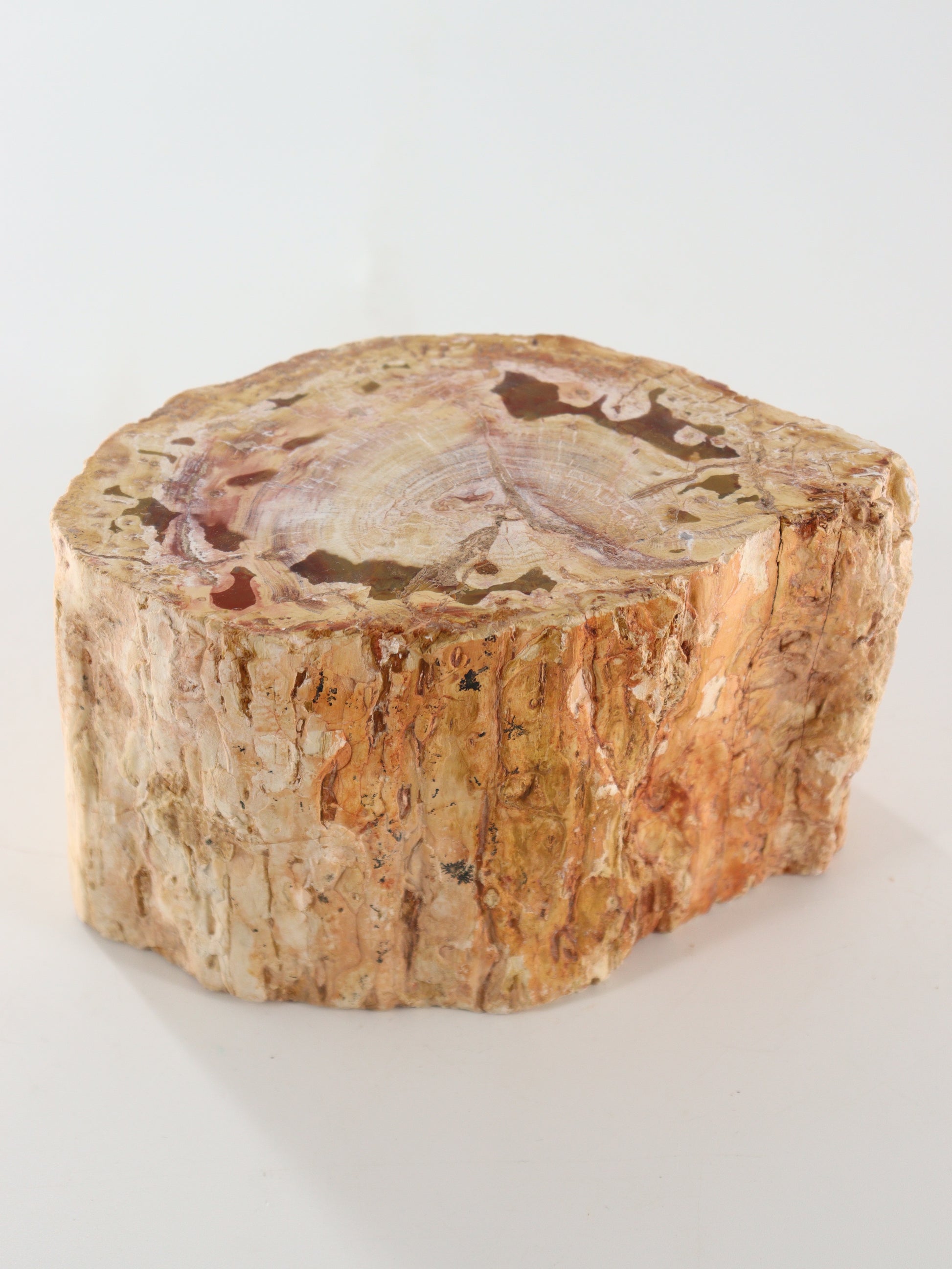 Petrified Wood Log - Expert Supplier of Wholesale Crystals & Bulk Gemstones