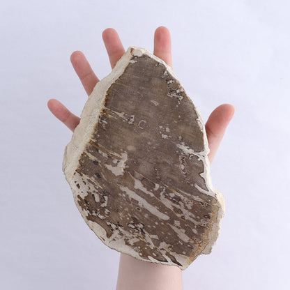 Petrified Wood Slices & Slabs Set of 3