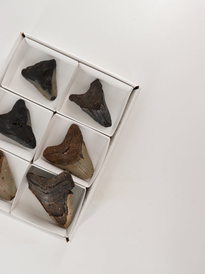 Megalodon Teeth Set of 6