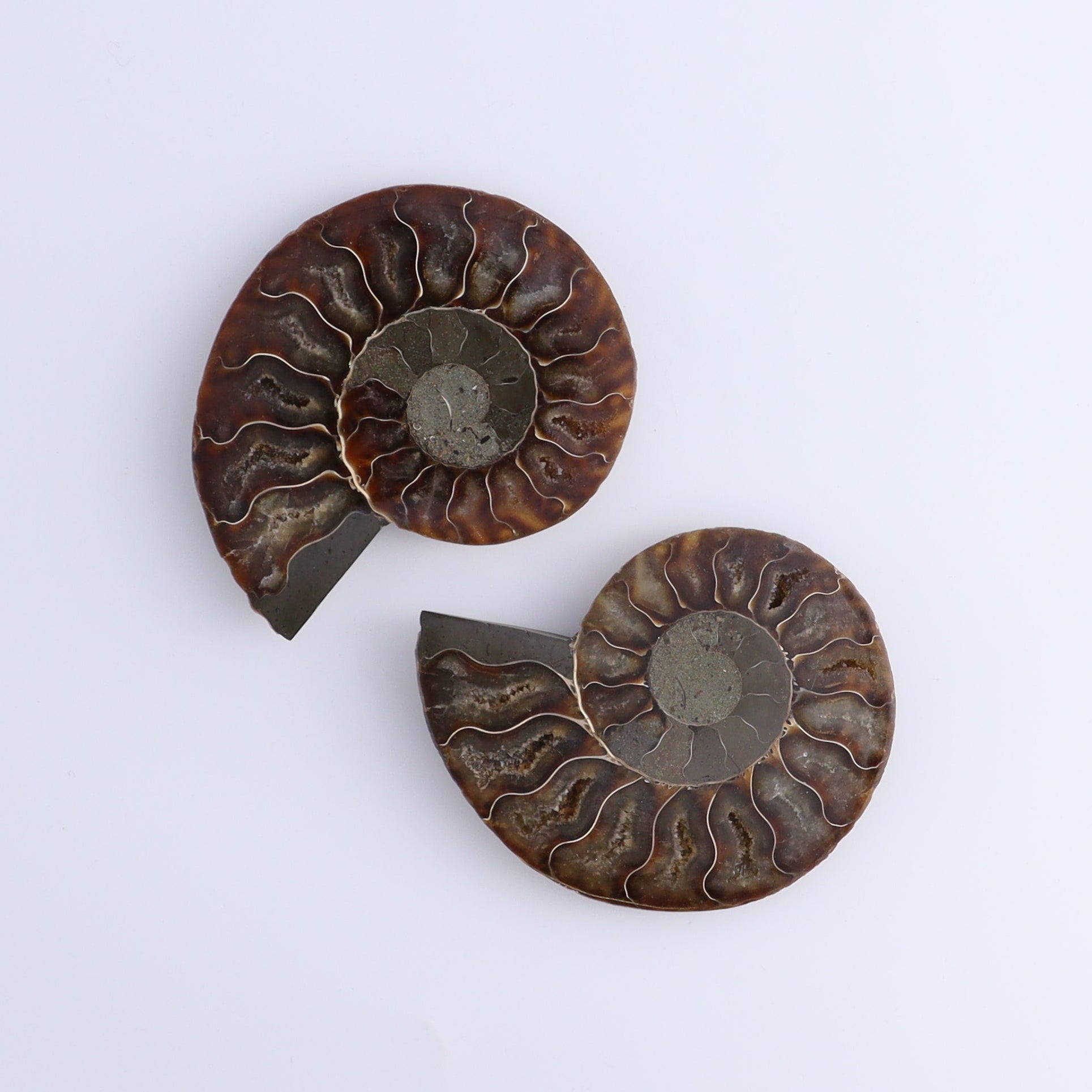 Ammonite Shells Set of 8 - Expert Wholesale and Supplier of Wholesale Crystals & Bulk Gemstones, ["Ammonite","Madagascar","shells"]