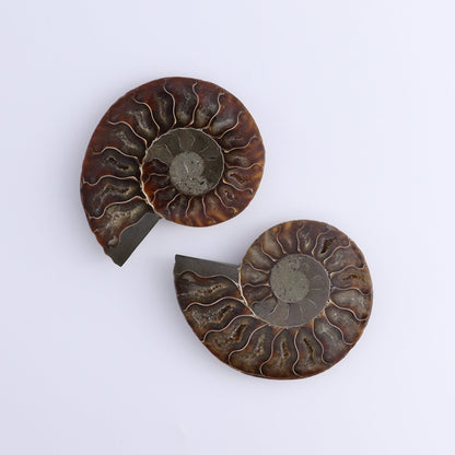 Ammonite Shells Set of 8 - Expert Wholesale and Supplier of Wholesale Crystals & Bulk Gemstones, ["Ammonite","Madagascar","shells"]