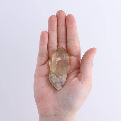 Congo Citrine Set of 24